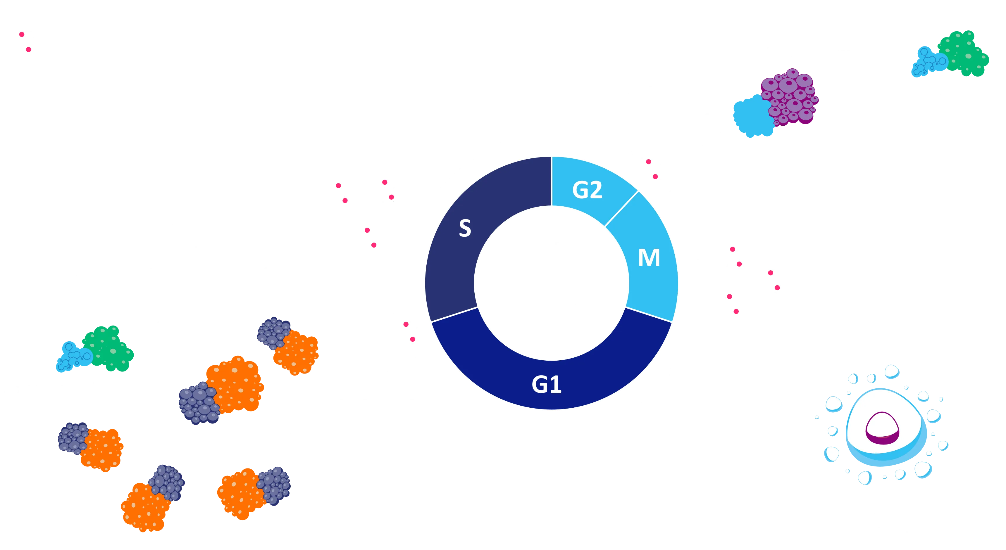 WEE1 inhibitor mechanism of action — cell-cycle diagram
